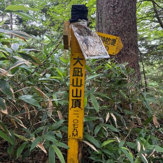 最終水場以降登山道らしくなるも急登に喘ぎながらやっとのことで大凪山。
