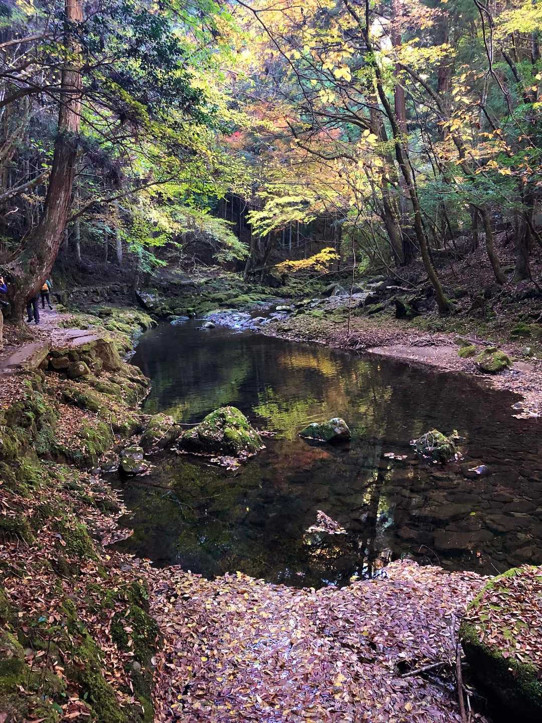 川面の落葉、湖に浮かぶ島のような小岩。