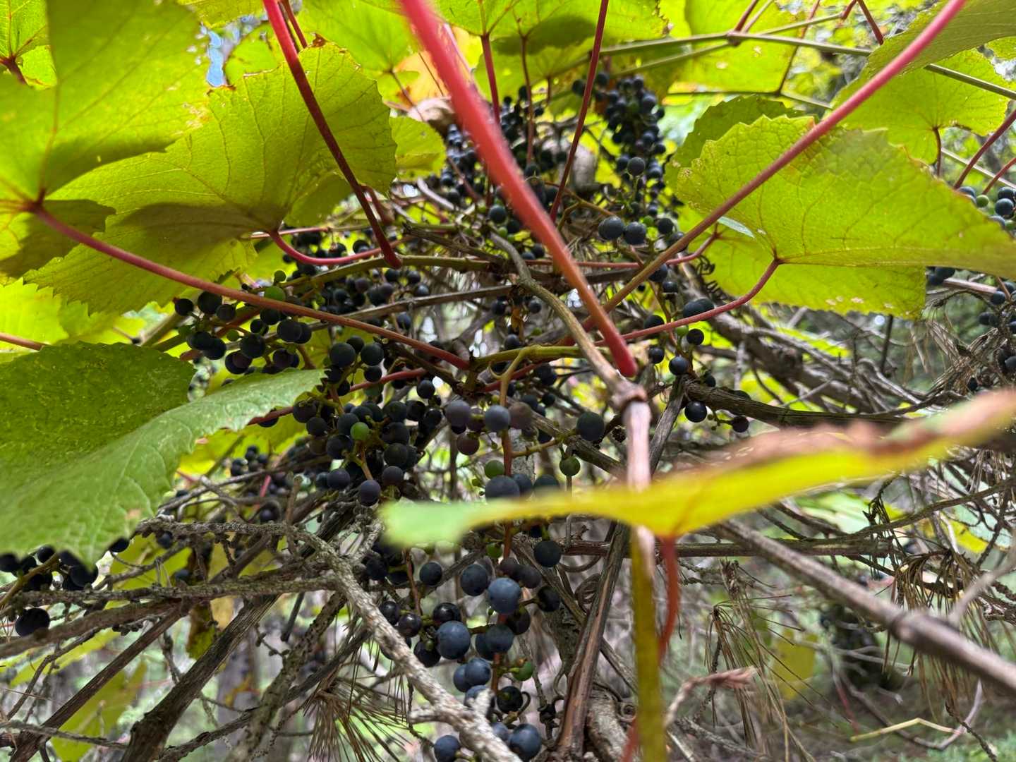 この実、酸っぱくて、種がありました