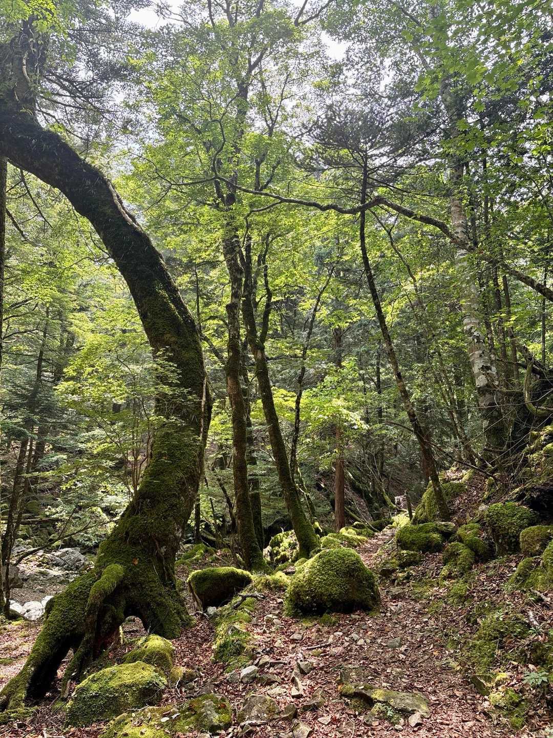 贅沢過ぎる⭐