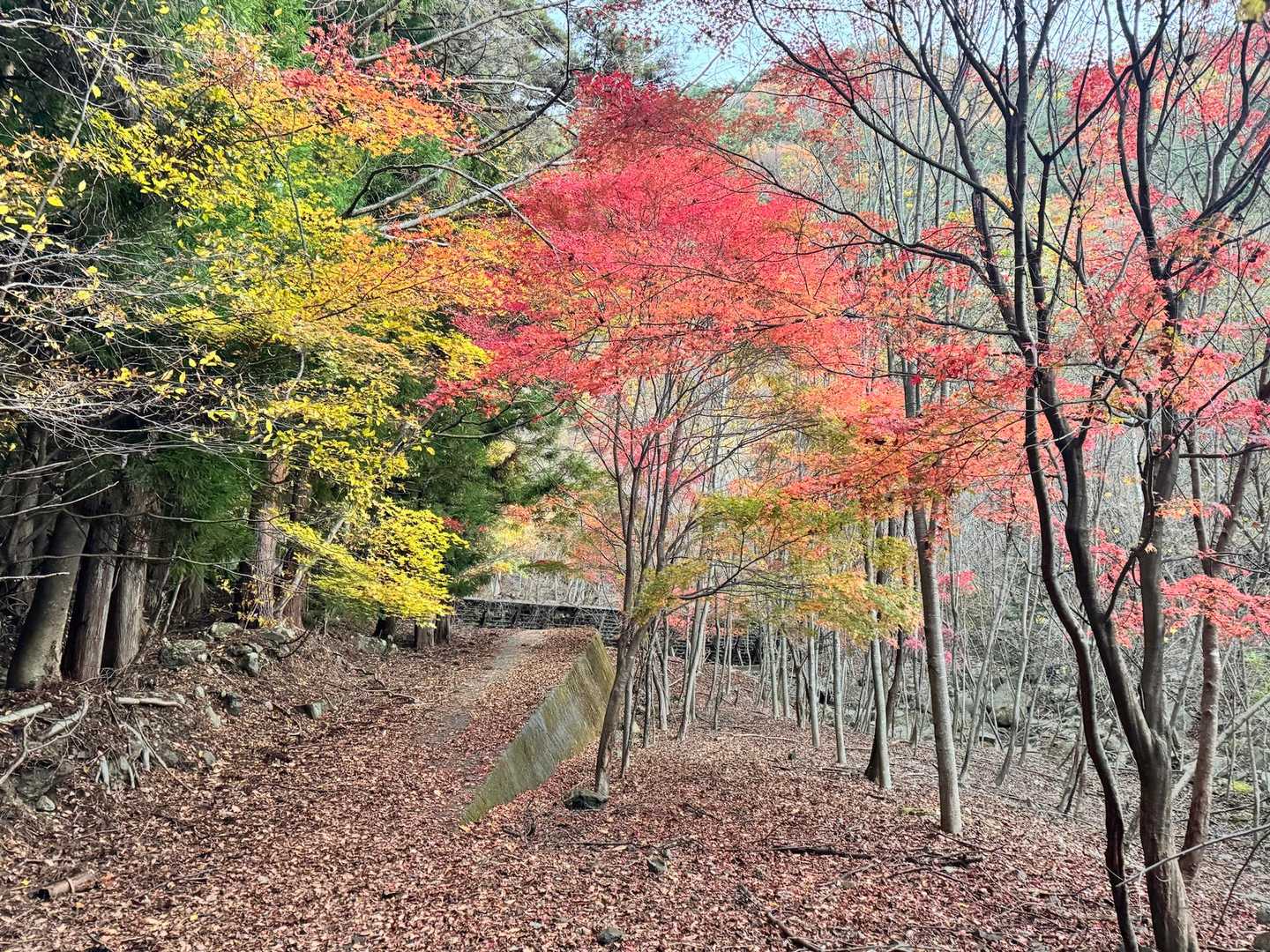 王岳登山口-王岳-鍵掛-鍵掛峠-鍵掛峠登山口 周回コースの写真