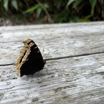 昼休憩後に再び山頂へ🚶
🦋が休憩してた☺️
