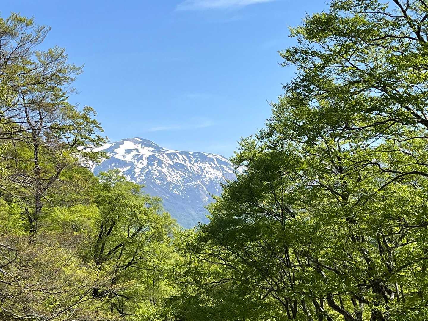 新緑と白山