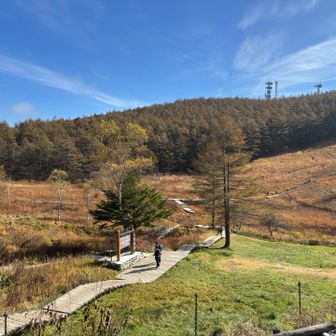 入笠山 湿原
