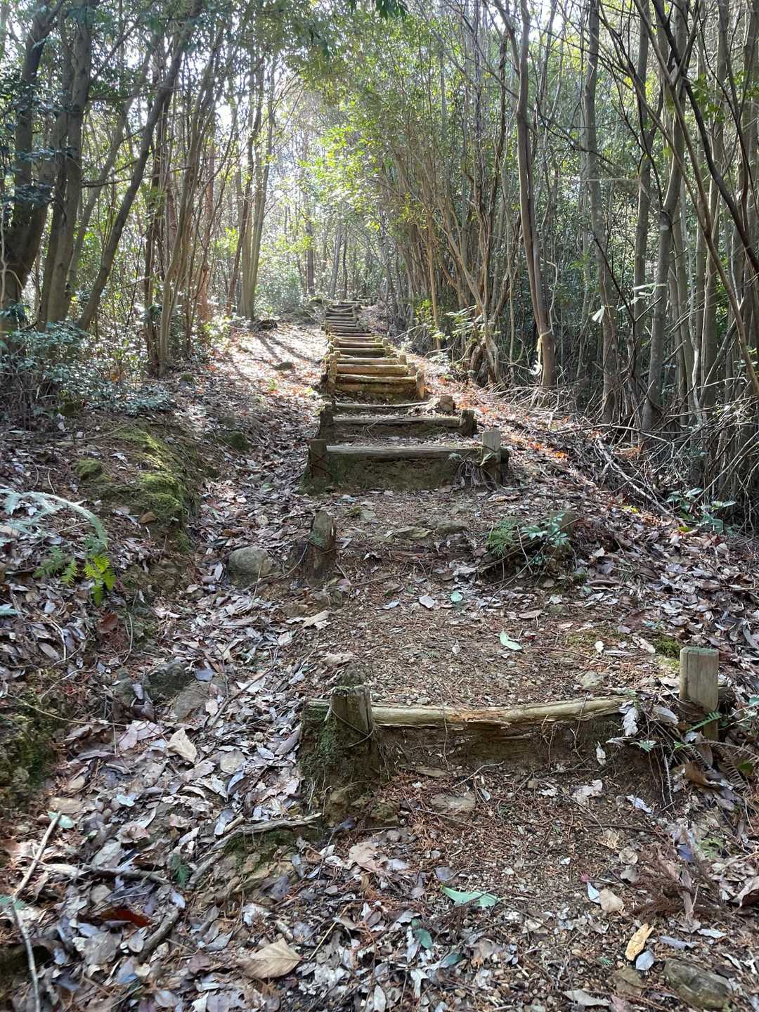 階段が出てきて急登に💦