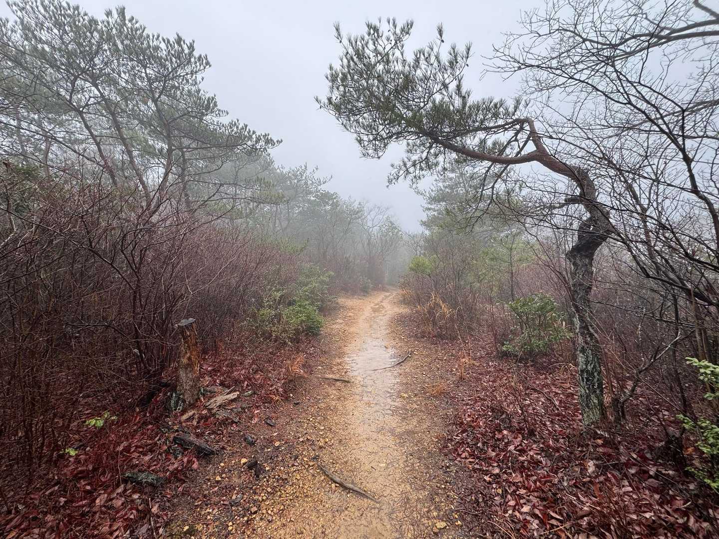 雨は弱くなってきました
西山も周回しに行きます💪🏻