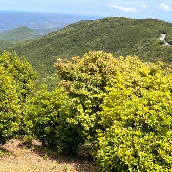 鳥羽に下って行く稜線ピーク
例の画像とは合致しない