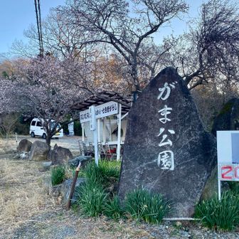 いつもの「がま公園駐車場」に駐車🅿️
この時点で外気温は−3℃😨
それにしても駐車料金200円は年金生活者には本当にありがたい🙏

加えて駐車場には白い冬山桜が綺麗に咲いていました😍

シニアは黄色いロウバイ（蝋梅）に期待して筑波山梅林に向かいます🥾