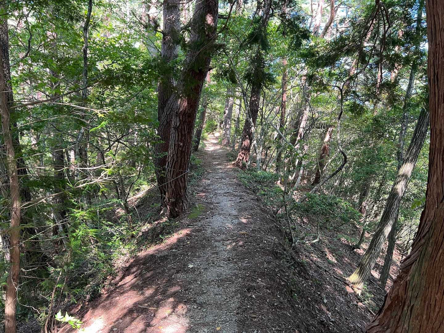 歩いてて気持ちいいなぁ😊

少し先でお猿🐵がお食事中。
登山道上には栗がたくさん落ちてるからね。
お猿さんたちもふかふか登山道でお食事しやすいよね🐵