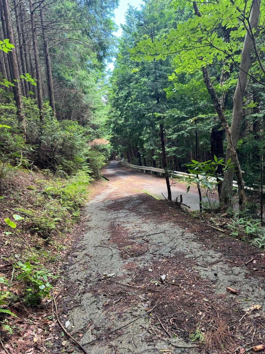 葛城山-枇杷平 縦走コースの写真