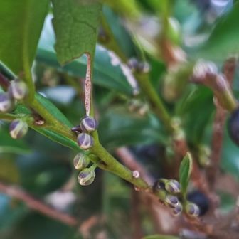 ヒサカキ♫
もうツボミが…🎶