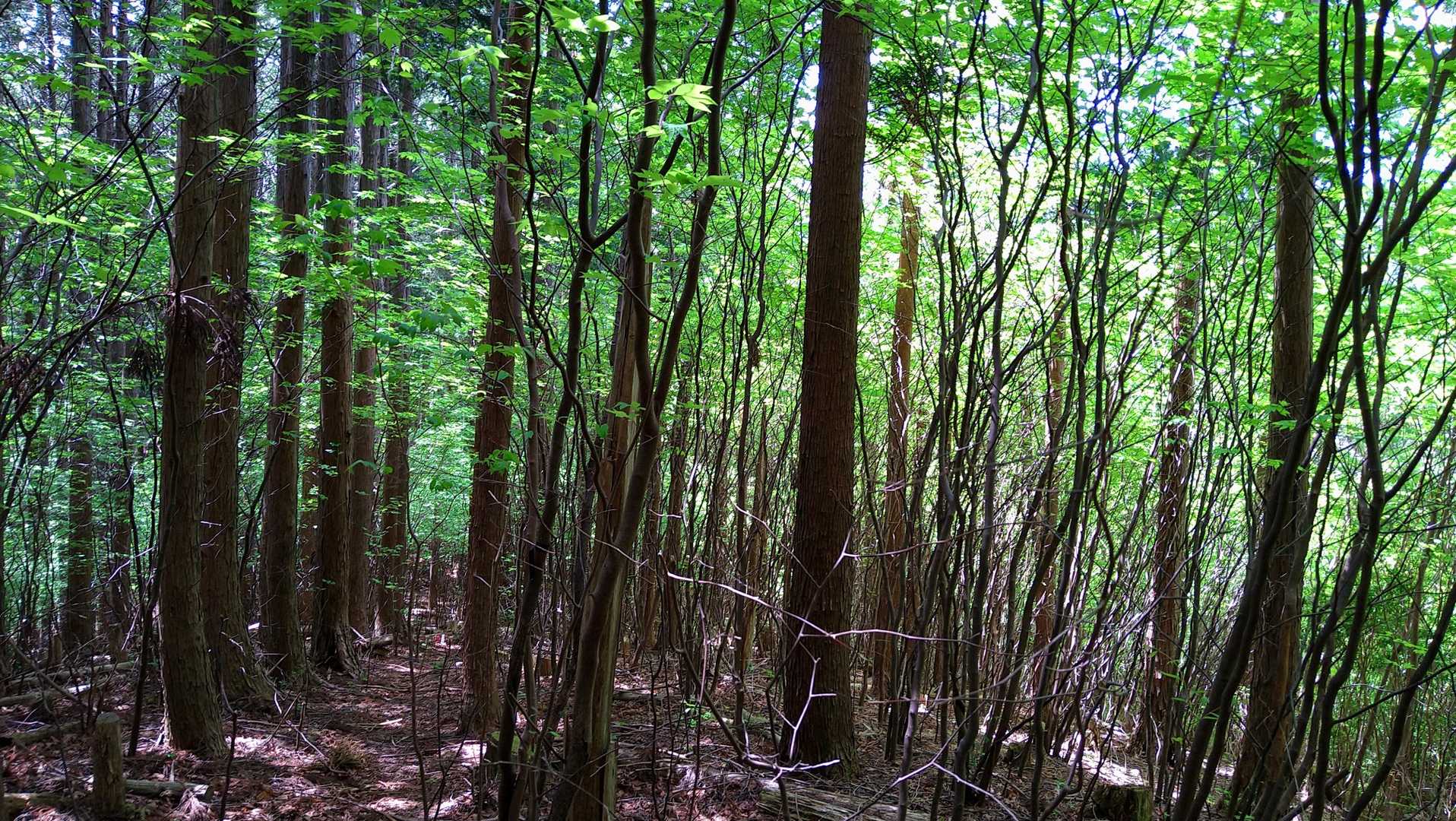 新緑が眩しい🌳✨✨
