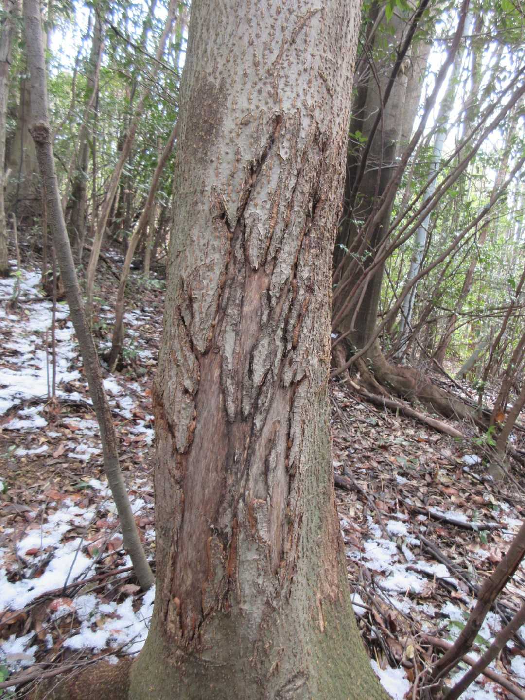誰が引っ掻いた？🤔