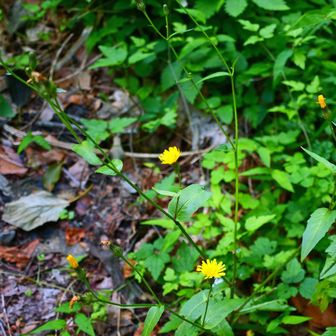 コウゾリナ（顔剃菜・剃刀菜）
草全体に生えている毛が剛毛で、男性の顔面のひげそのものや、ひげを剃ることを連想したことから。