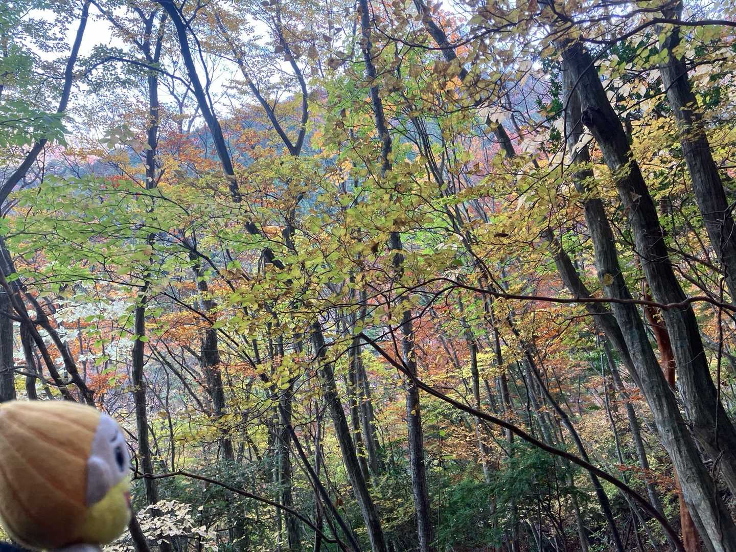 んー、紅葉いいですね。おじさんになると心に刺さります