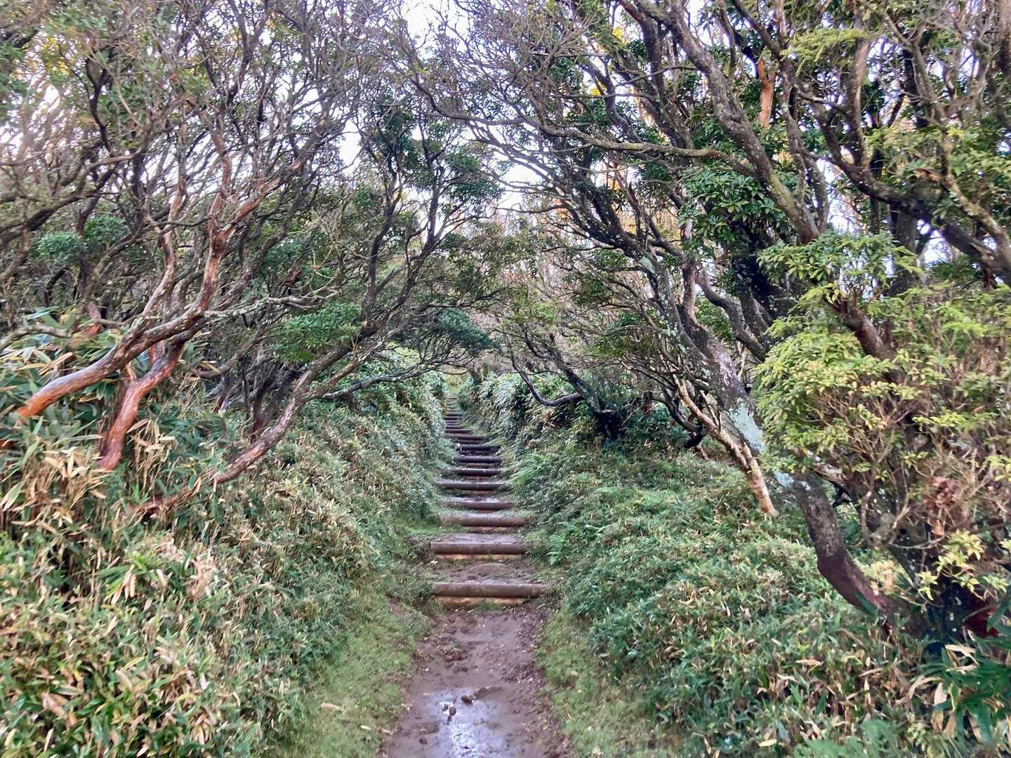 金冠山でお別れして、ここからは1人で達磨山へ向かいます。
夜に雨が降ったので、泥濘覚悟の上です！