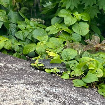 階段を登るとマムシがトグロを
うわぁと一目散に階段降りて退散
グラグラで危ない階段です
