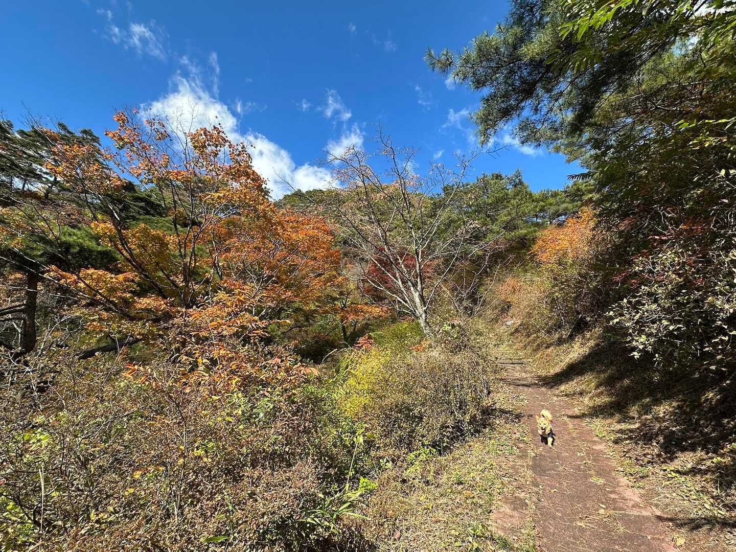 矢祭山 周回コースの写真
