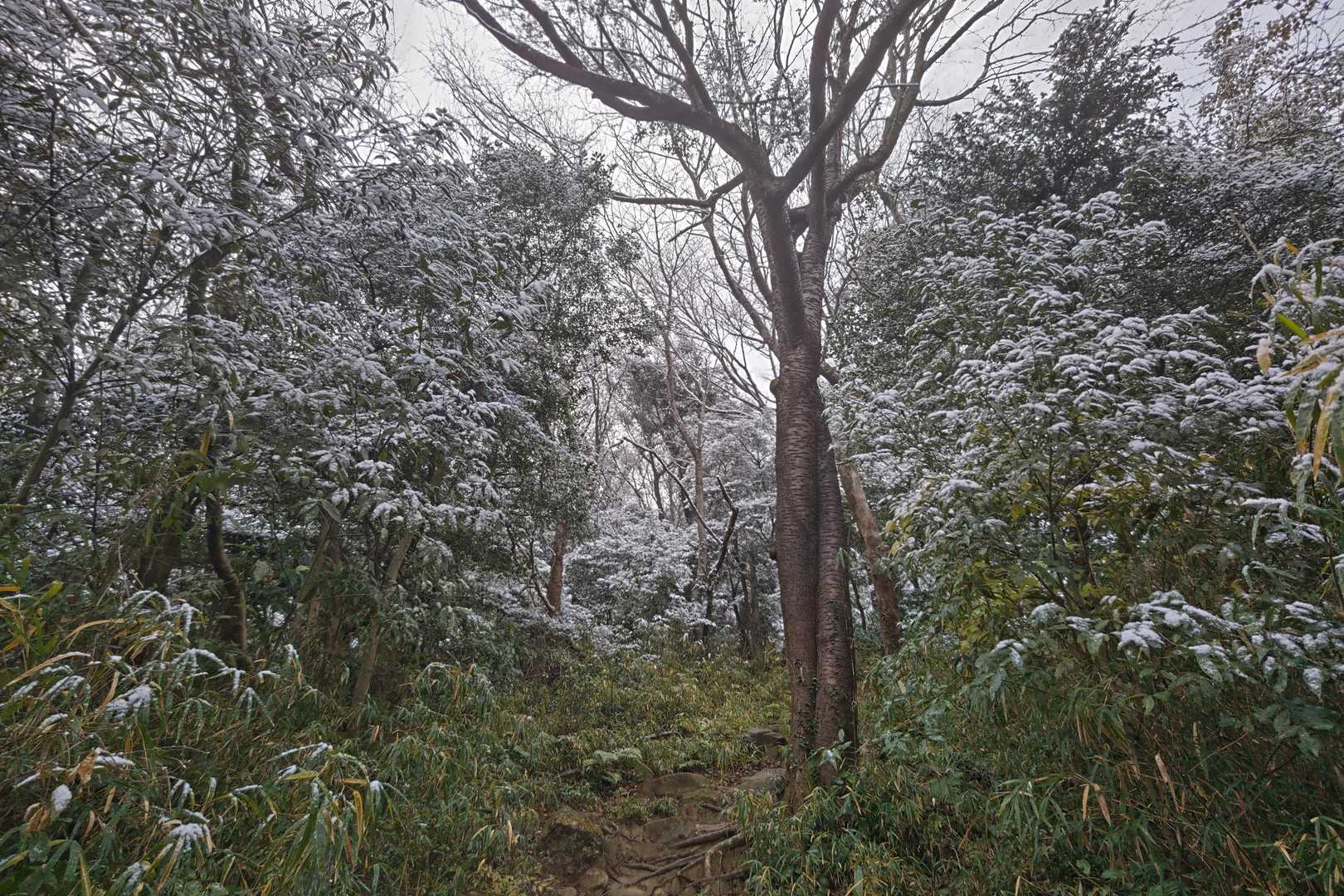 登山道❄️