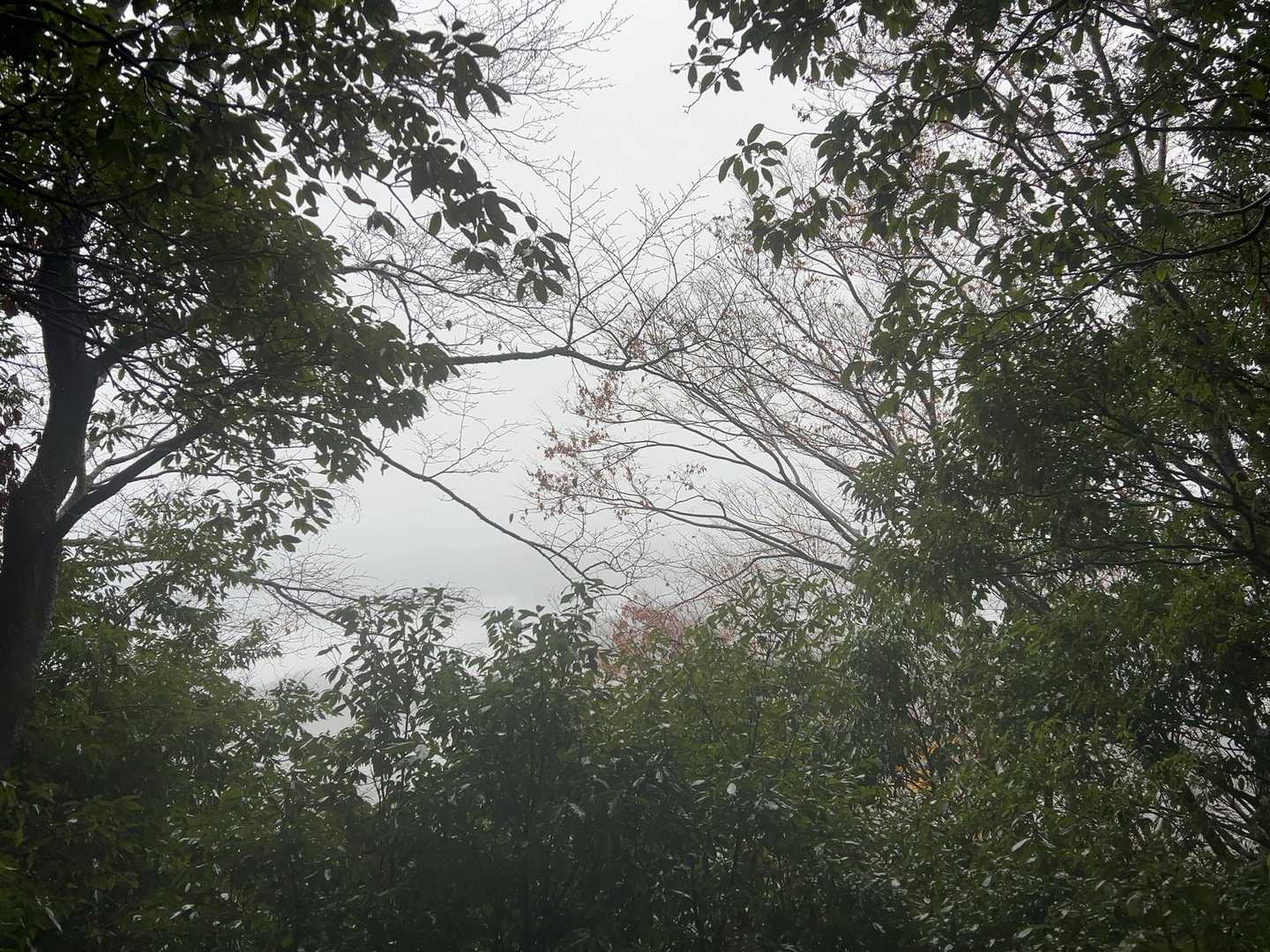 山頂からの景色は 真っ白。