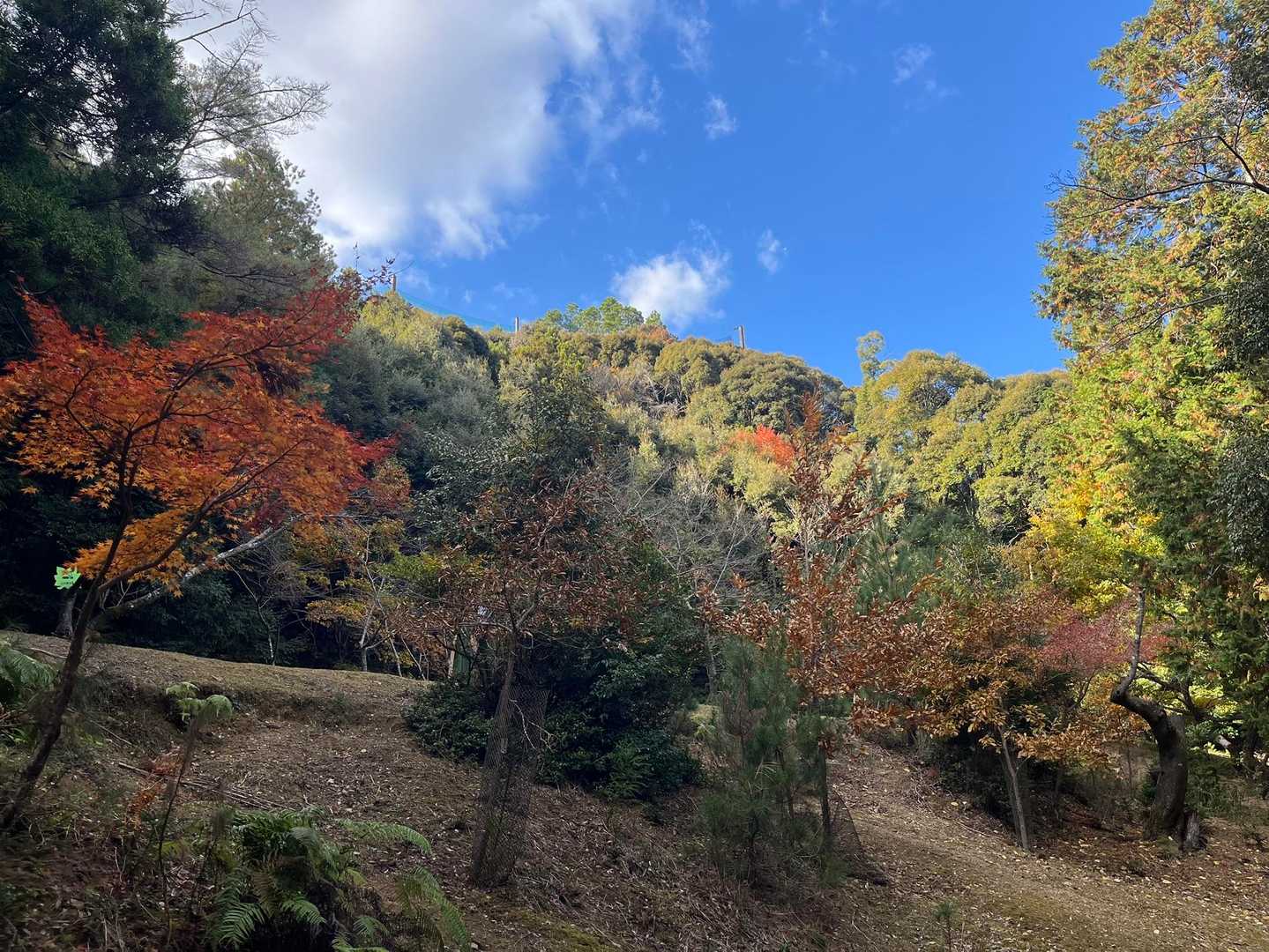 瀧安寺 周回コースの写真