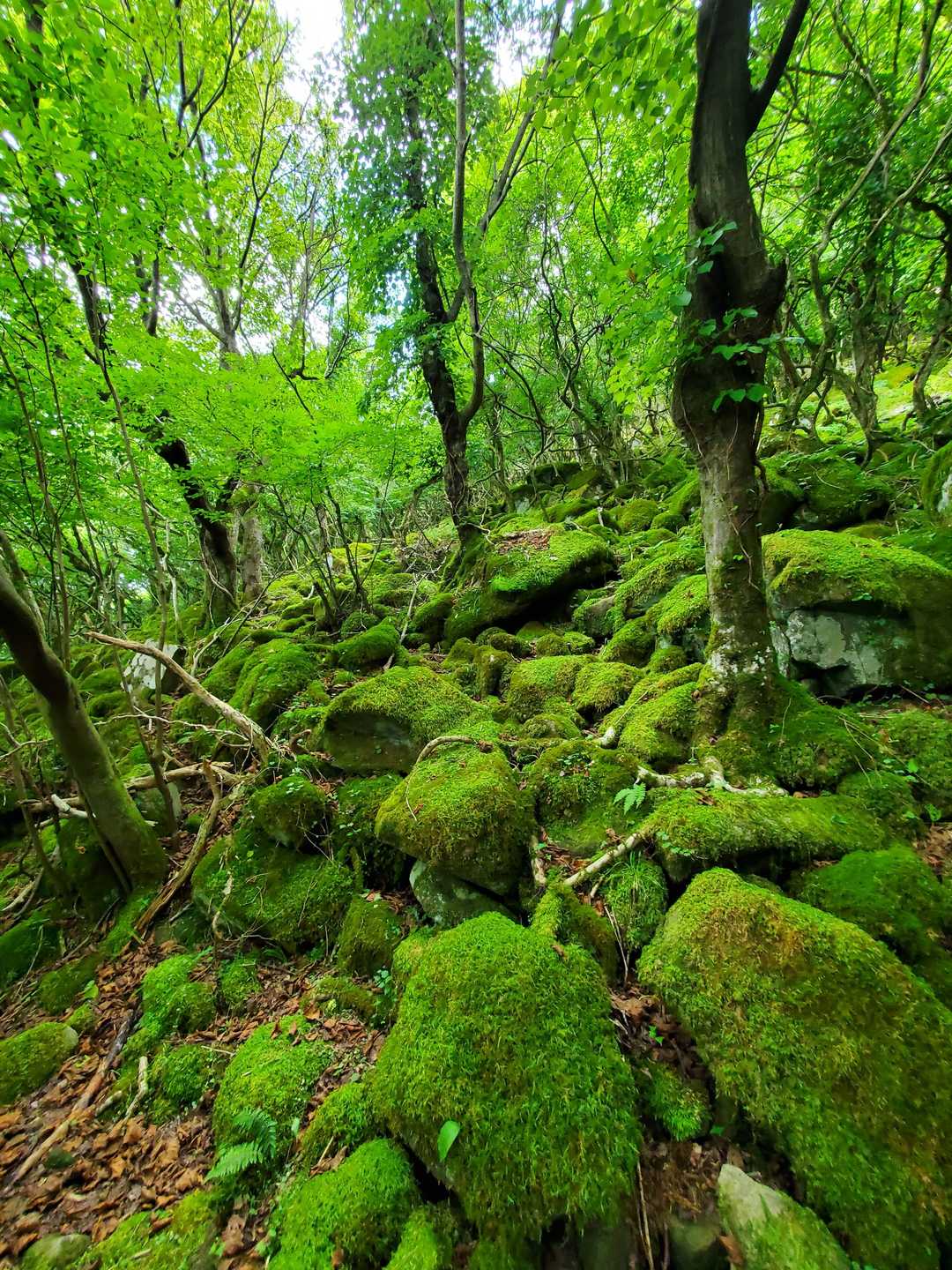 大洞山-大洞山-四ノ峰 周回コースの写真