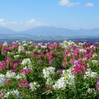 園内入って正面は阿蘇山
