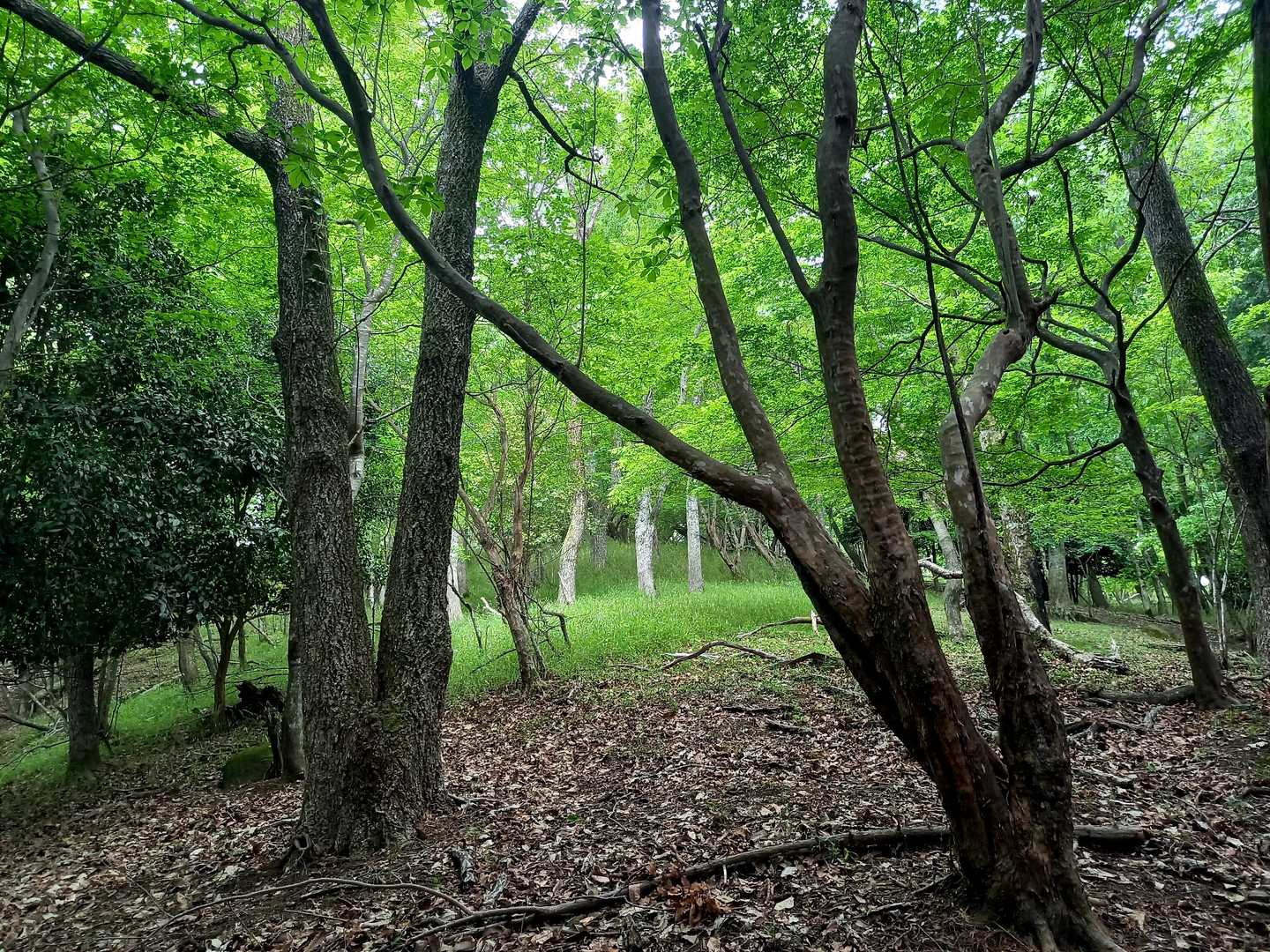 緑が眩しいです🌿
野うさぎを見つけましたが写真撮れませんでした🐰