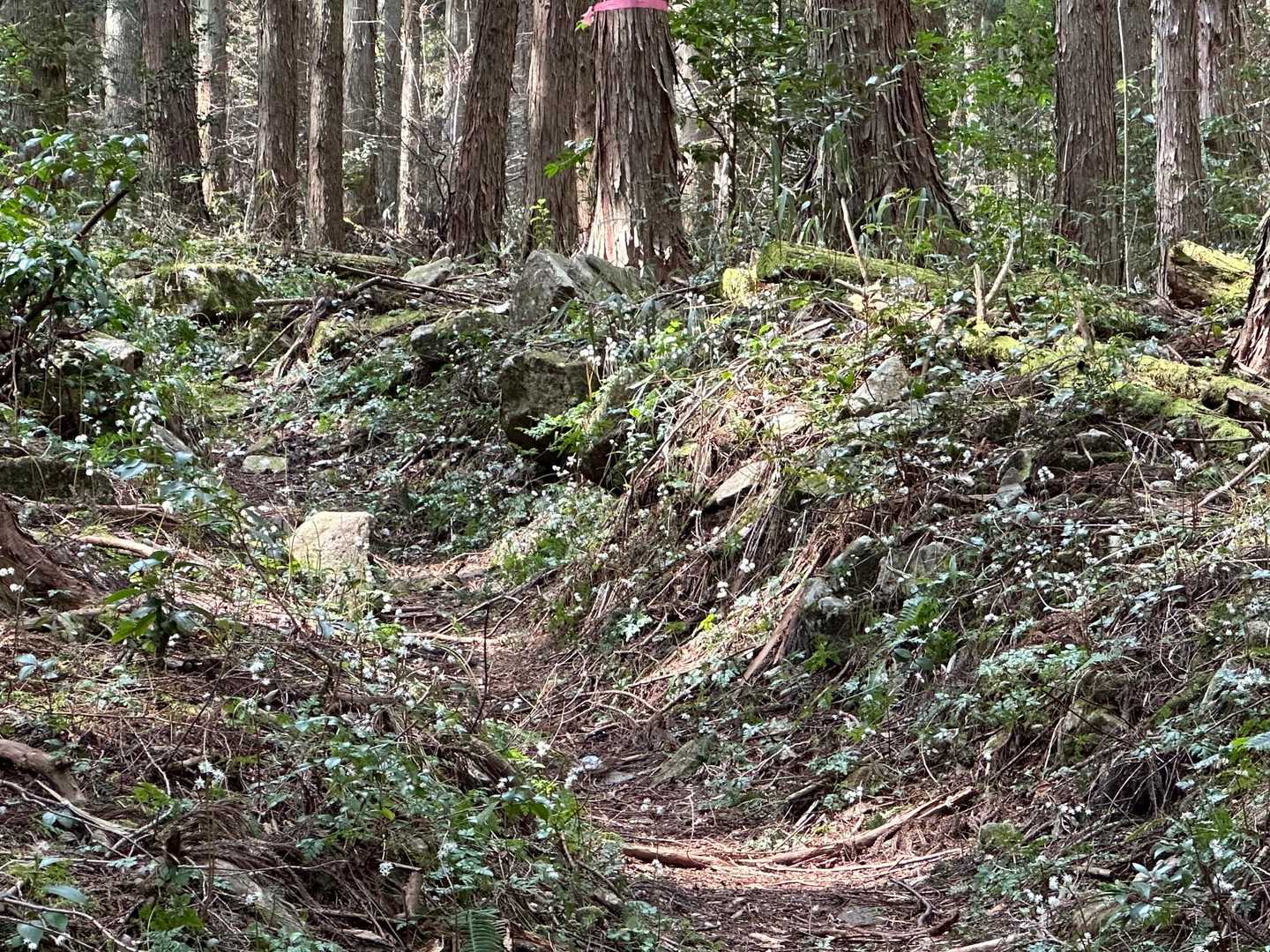 写真じゃわかりにくいけどセリバオウレンロードです