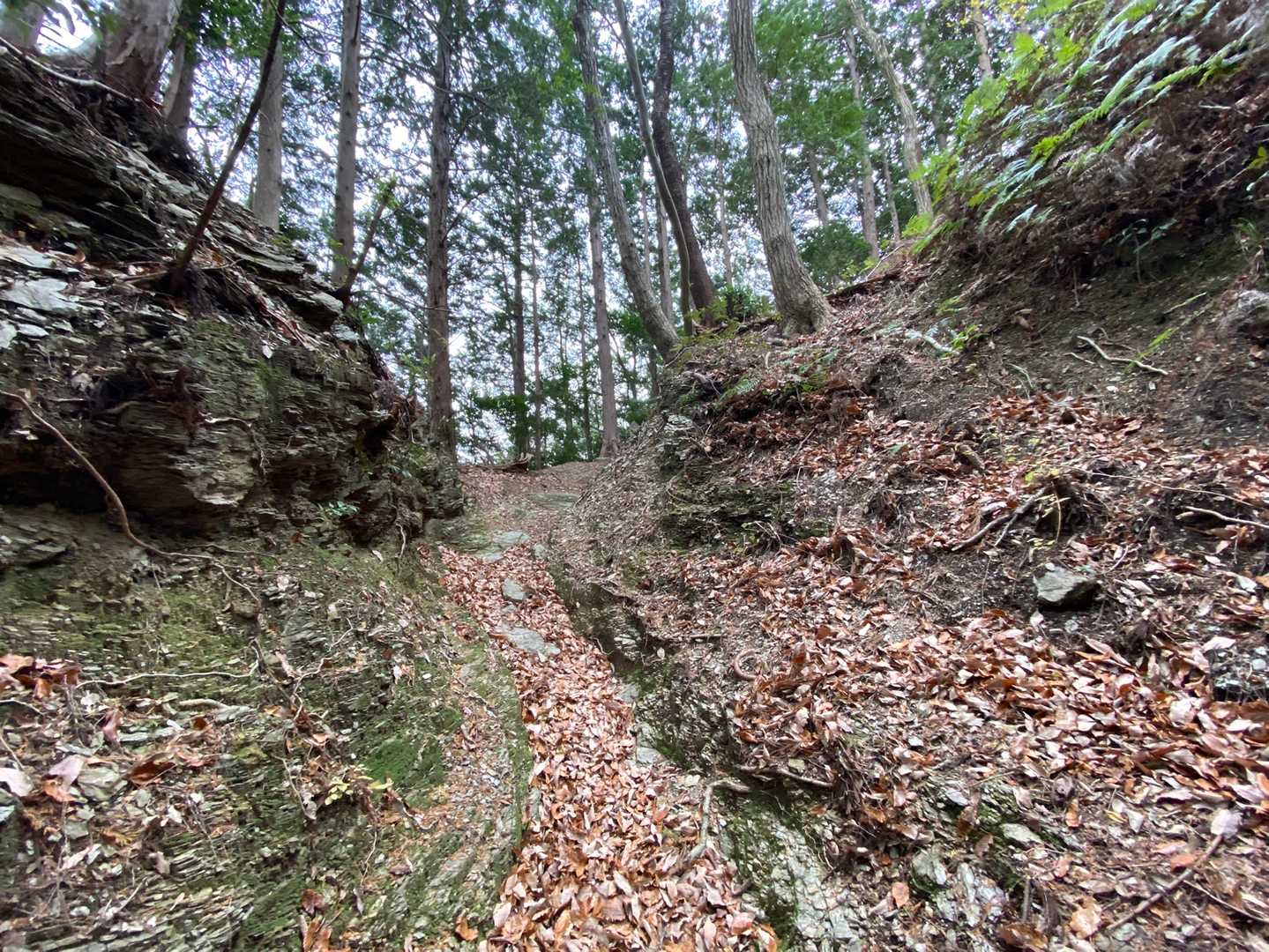 国束山 往復コースの写真