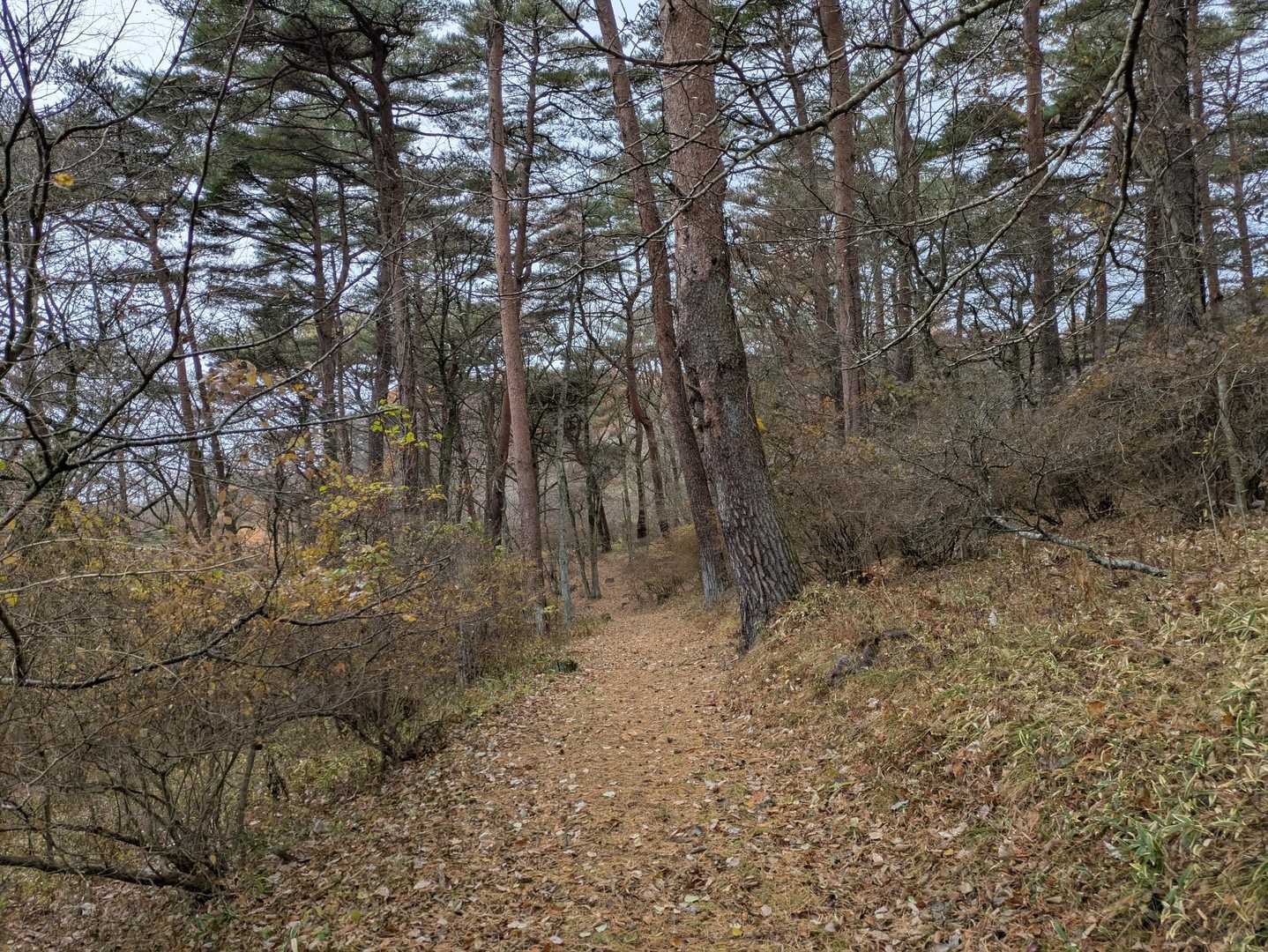 花の時期になったら相方を連れて来たい山だな