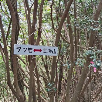 タツ岩が気にはなるが 分岐を➡へ