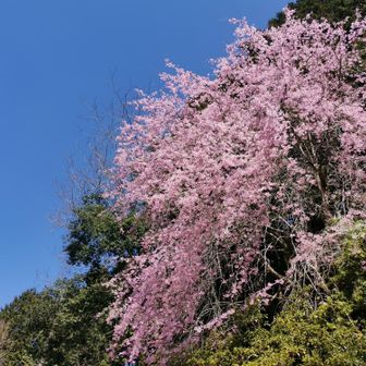 下山途中にて🌸
