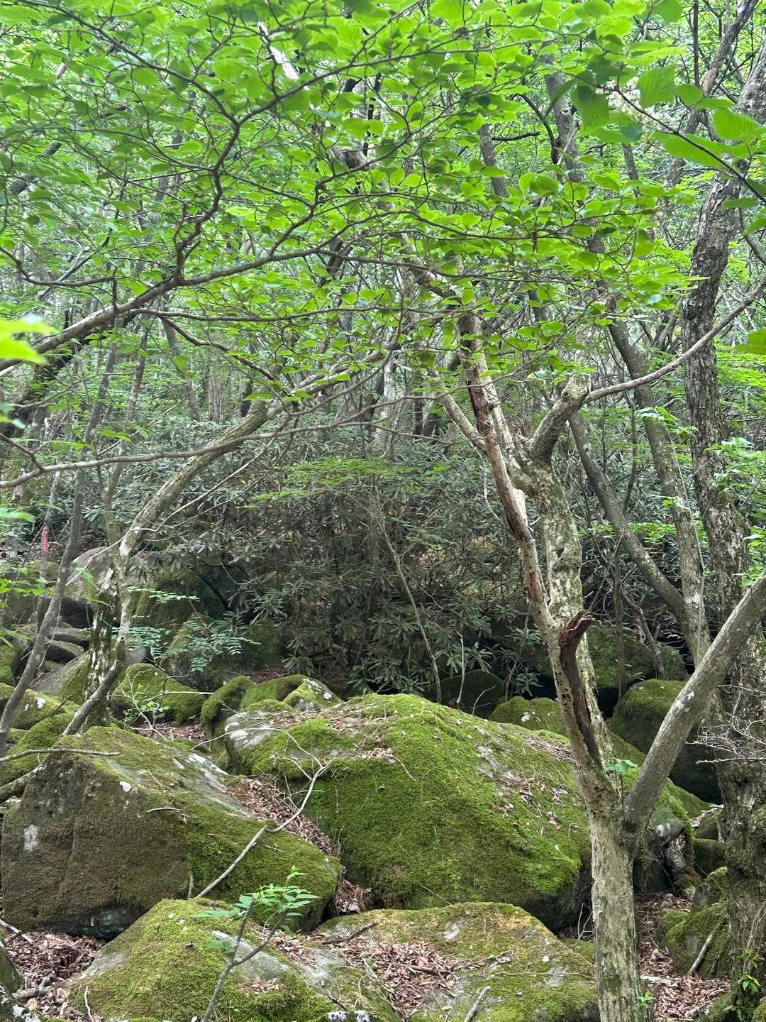ココも
苔と雑木林