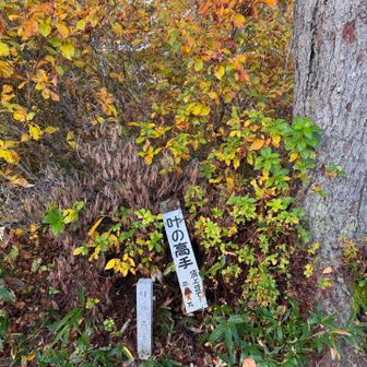 ピークの叶の高手