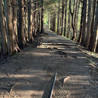 たまにやってくるチャンスタイム…この登山道には3箇所ほどチャンスタイムがありましたが、後半の階段地獄が待っていることを私は知らないのであった…涙