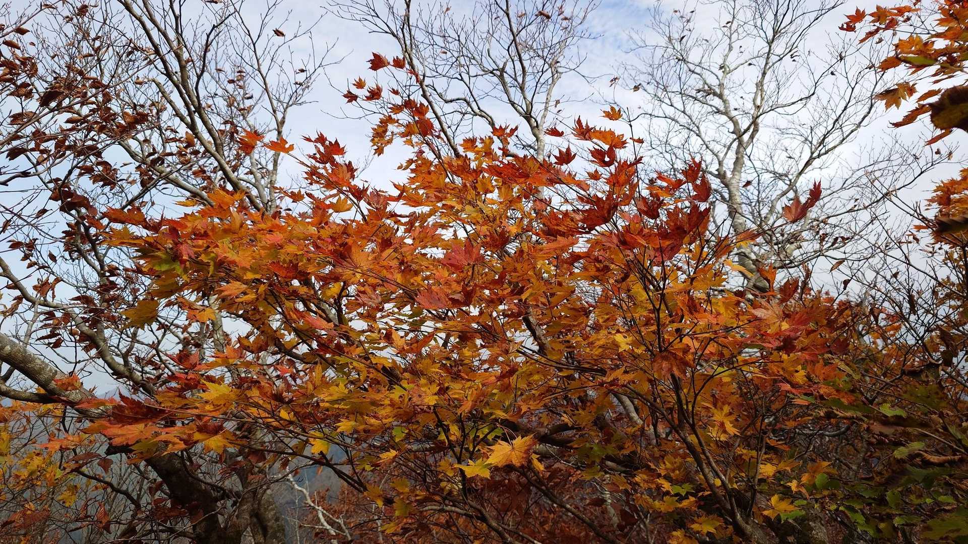 🍁