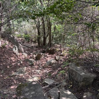 この焼山エリアの山では
たまにお寺のような芳香漂う