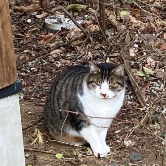 もう１匹
シャイなお嬢さま

トイレの後ろから様子を伺ってる
興味はあるみたい