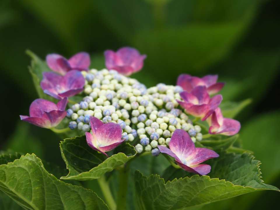 紫陽花 77700株の紫陽花の海、壮観、絶景見頃 / maboさんのモーメント