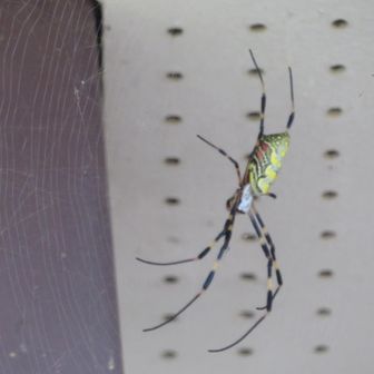 大きなクモを発見