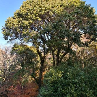 大きな木🪾に赤い実🔴