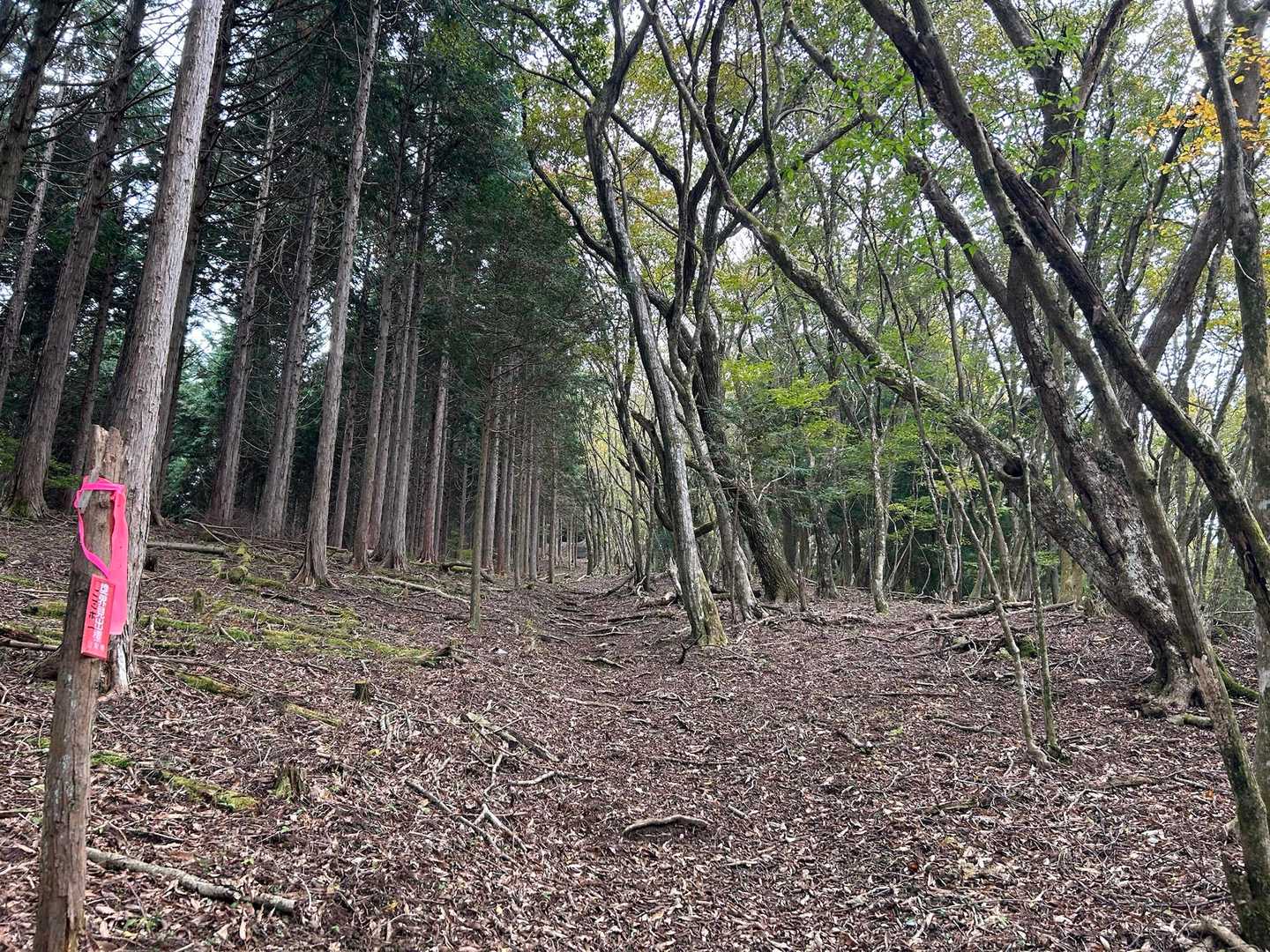 全体的に歩きやすい道だった。