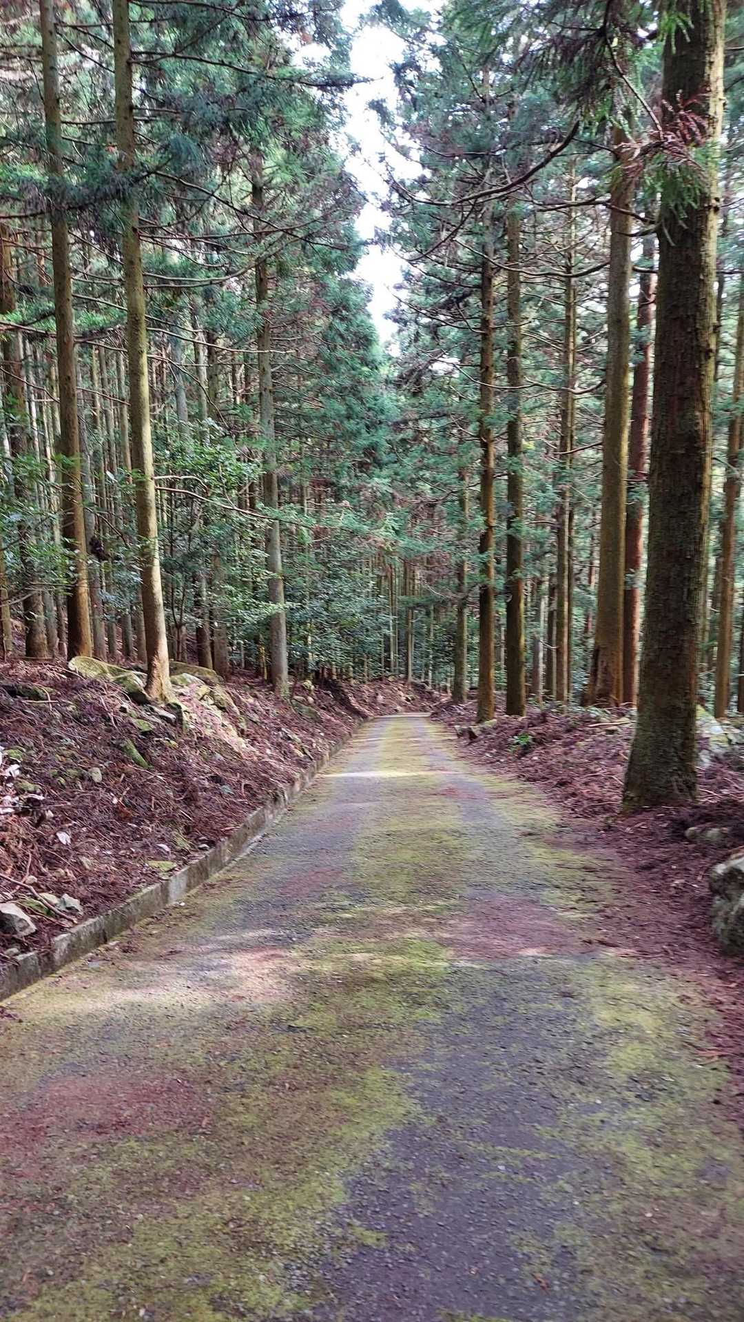 ここは、こけたくないので、テクテクと早歩き🚶‍♂️