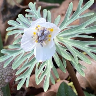 いきなりの節分草と福寿草がお出迎えしてくれました🤭
今日はいい事が🌼
気品と幸福を😊