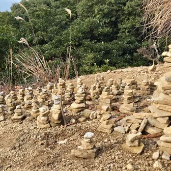 ケルンが増えてる