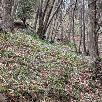 遠くにカタクリが群生しています