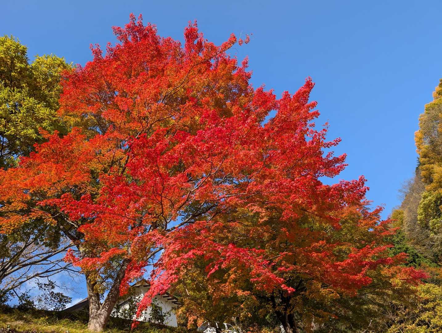 弥勒寺🅿の🍁✨圧巻です👌