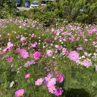 コスモスが綺麗🌸