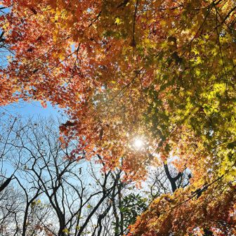 こんなきれいな紅葉がまだまだあったょ🍁